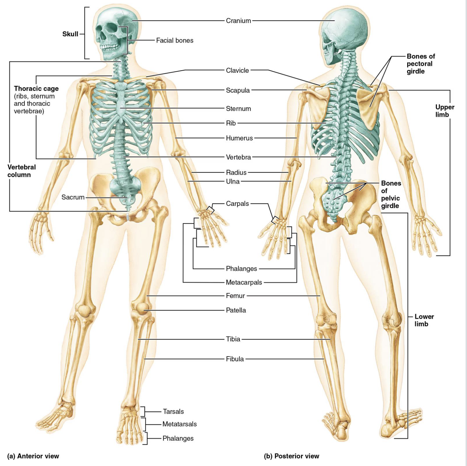 <ol><li><p>Axial Skeleton → forms longitudinal axis of the body</p><ul><li><p>includes bones of the head, neck, and trunk</p></li><li><p>protects the brain, spinal cord, and thoracic organs</p></li></ul></li><li><p>Appendicular Skeleton → enables mobility </p><ul><li><p>includes bones of the limbs and their girdles</p></li></ul></li></ol><p></p>