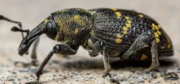 <p>what insect is this </p>