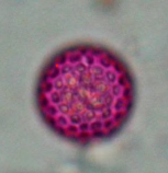 <p>Pollen</p>