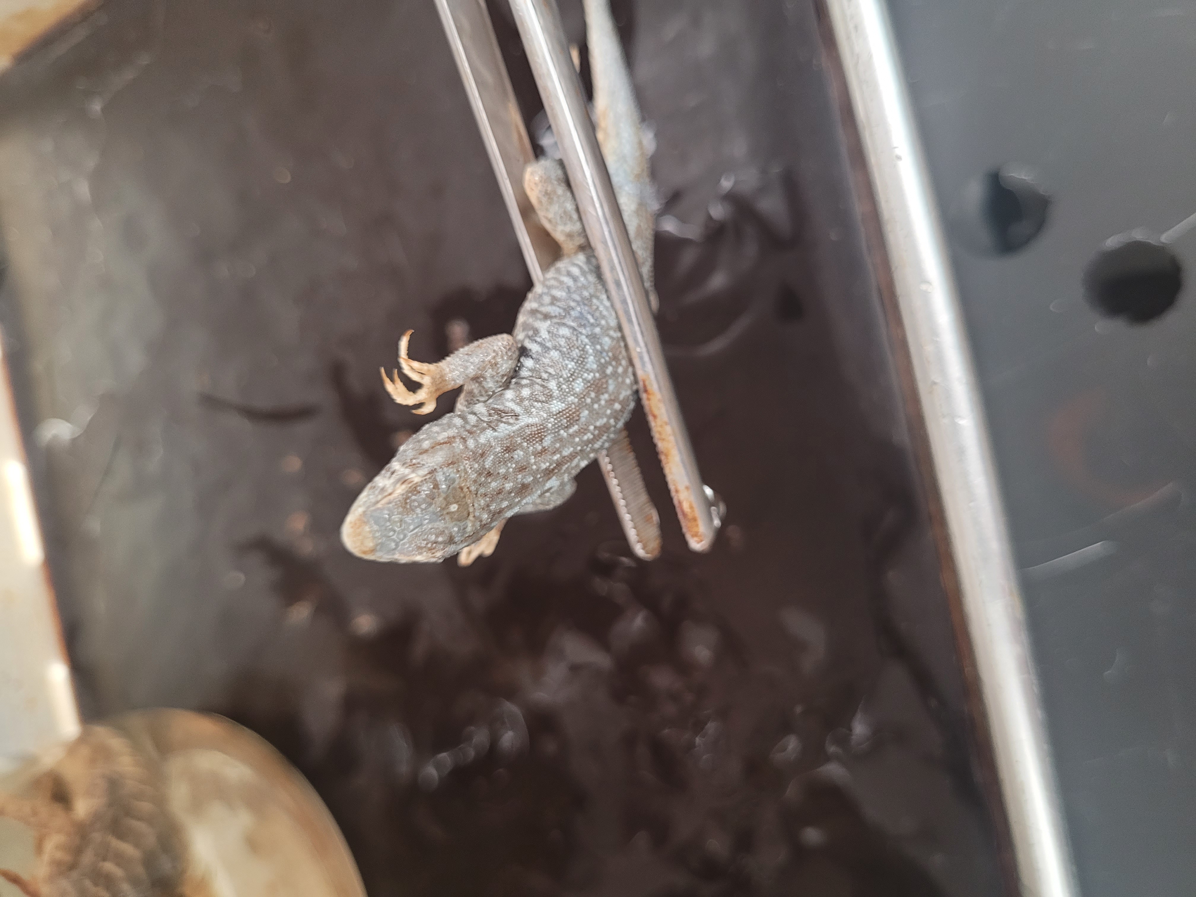 <p>What species is this</p>