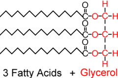<p>glycerol + 3 fatty acids</p>