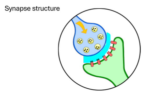 <p>What is this highlighted part of the synapse?</p>