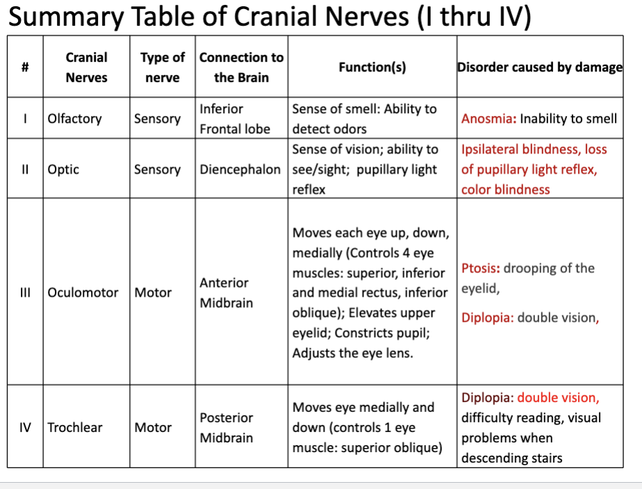 <p>Cranial nerves I-IV</p>