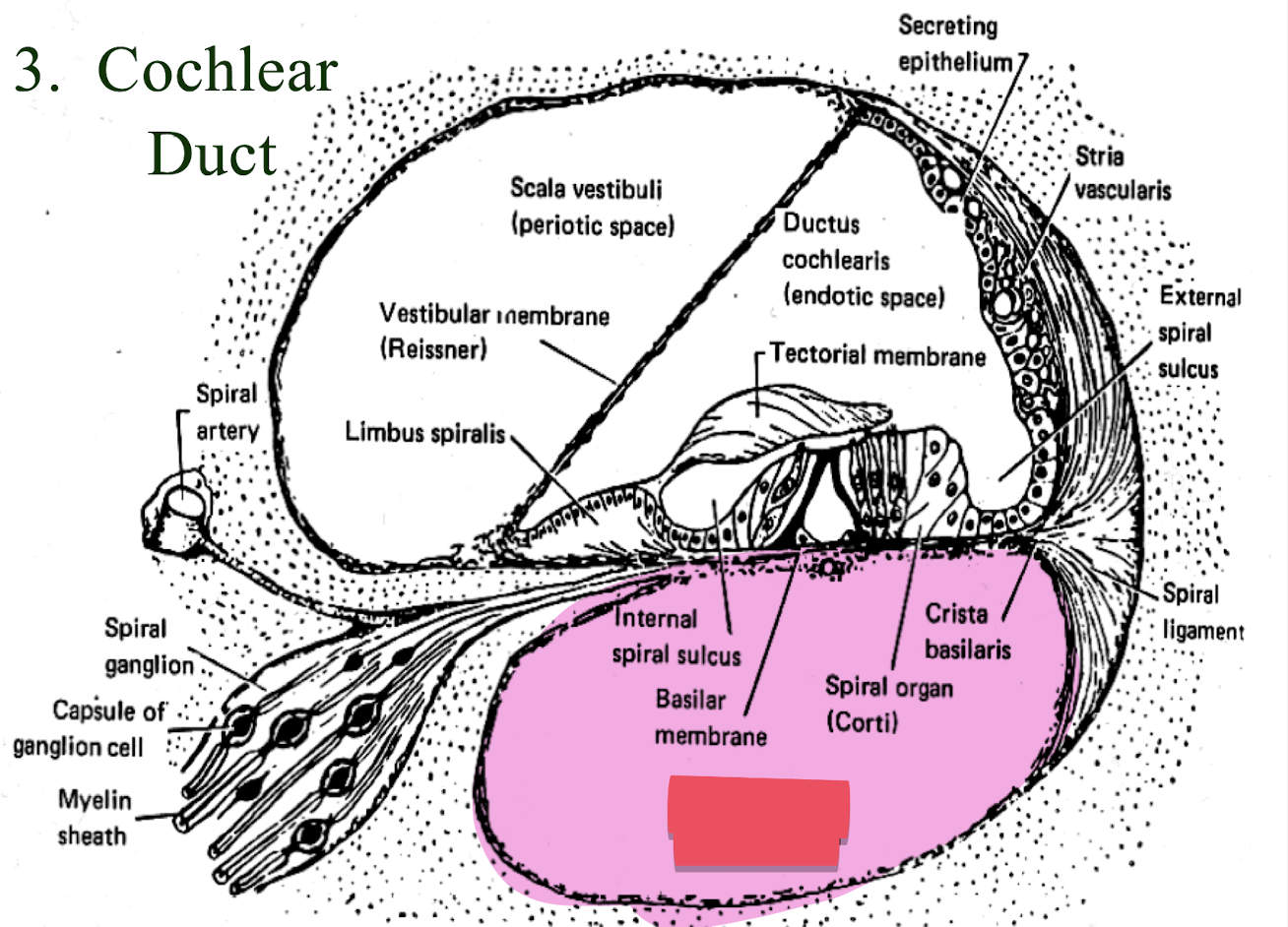 <p>bottom triangular space under the basilar membrane</p>
