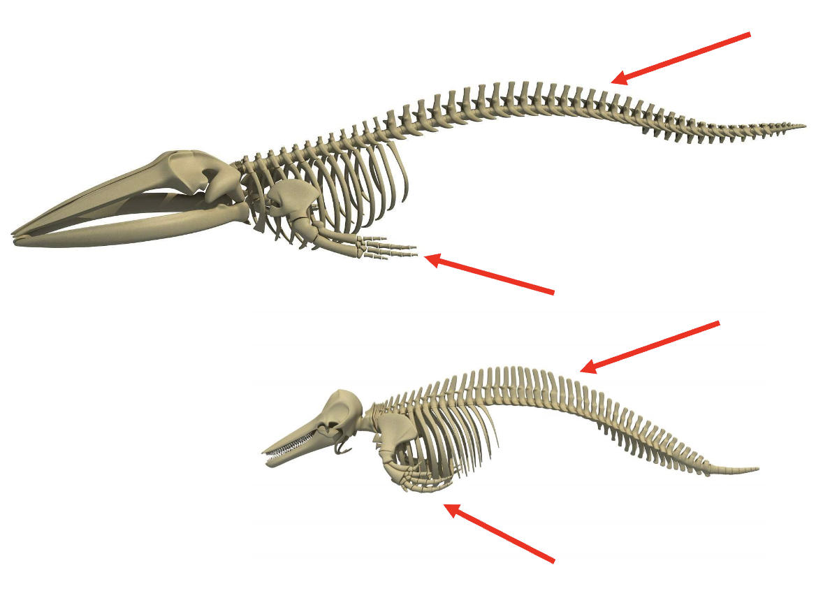 <ul><li><p>massive muscles where pointed to </p><ul><li><p>same muscles which are used when humans do a “butterfly” swimming pattern </p></li></ul></li></ul><p></p>