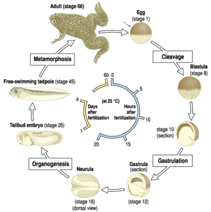 <p>Kikker als model voor ontwikkeling</p><ul><li><p>1 dag → embryo</p></li><li><p>4 dagen → kikkervis</p></li></ul><p></p>