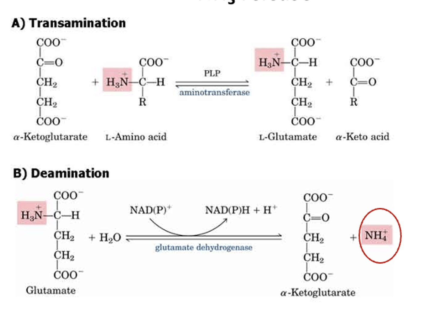 <p>Transamination and deamination.</p>