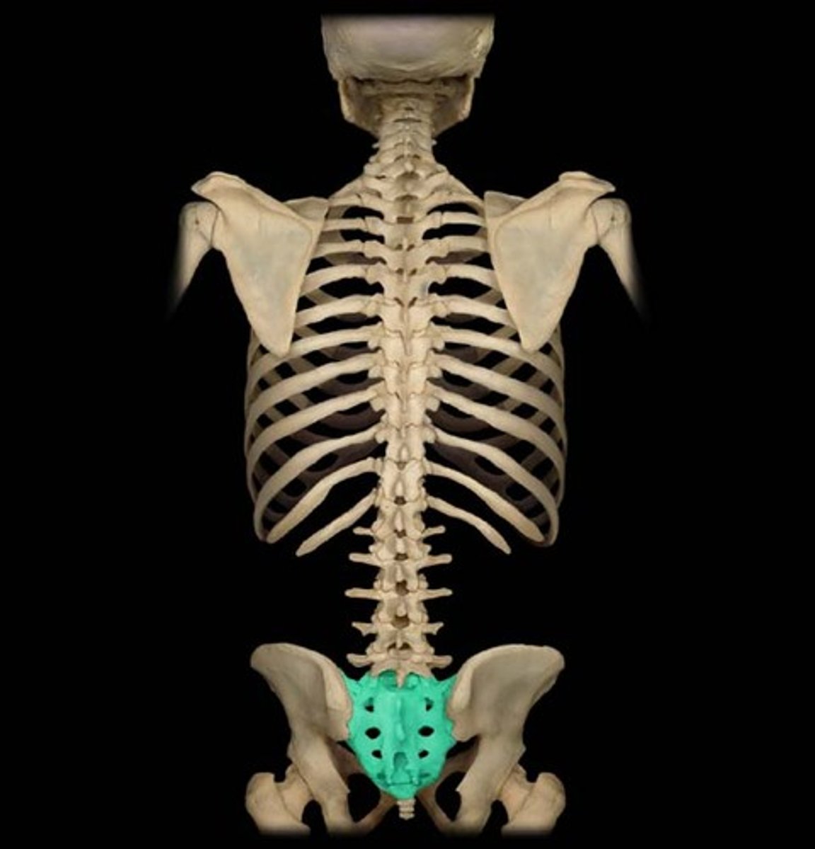 <p>5 fused vertebrae (curves anteriorly)</p>