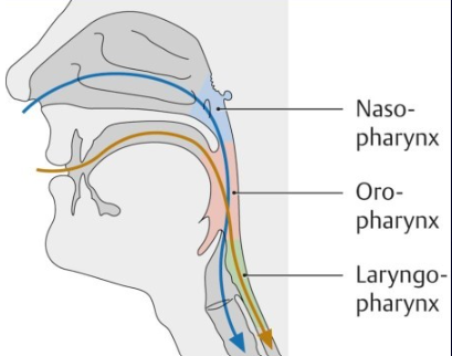 <p>-they cross over one another </p>