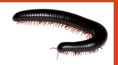 <p>name this animal</p>