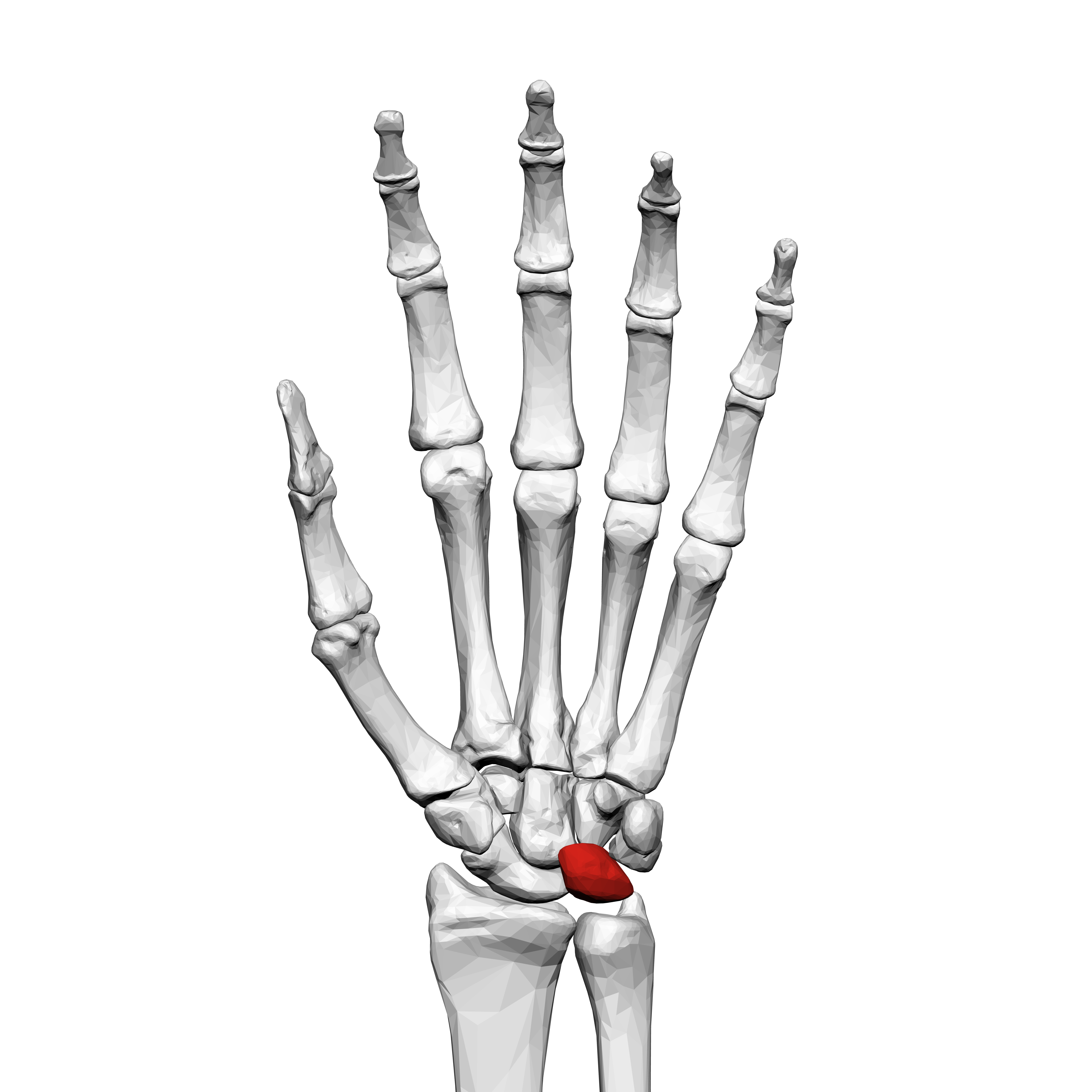 <p>What carpal is this?</p>