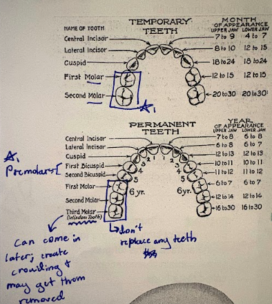 <p>sets of teeth</p><ul><li><p>ppl have 2:</p></li></ul><ol><li><p>deciduous teeth (baby teeth)</p></li><li><p>permanent teeth (adult teeth) </p></li></ol><p></p>