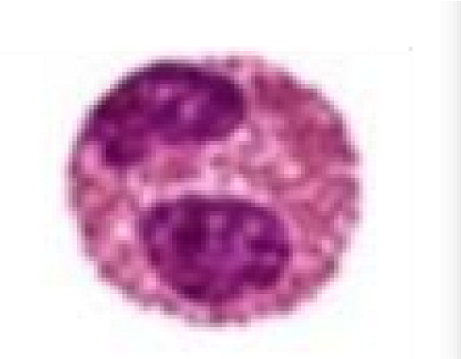 term image