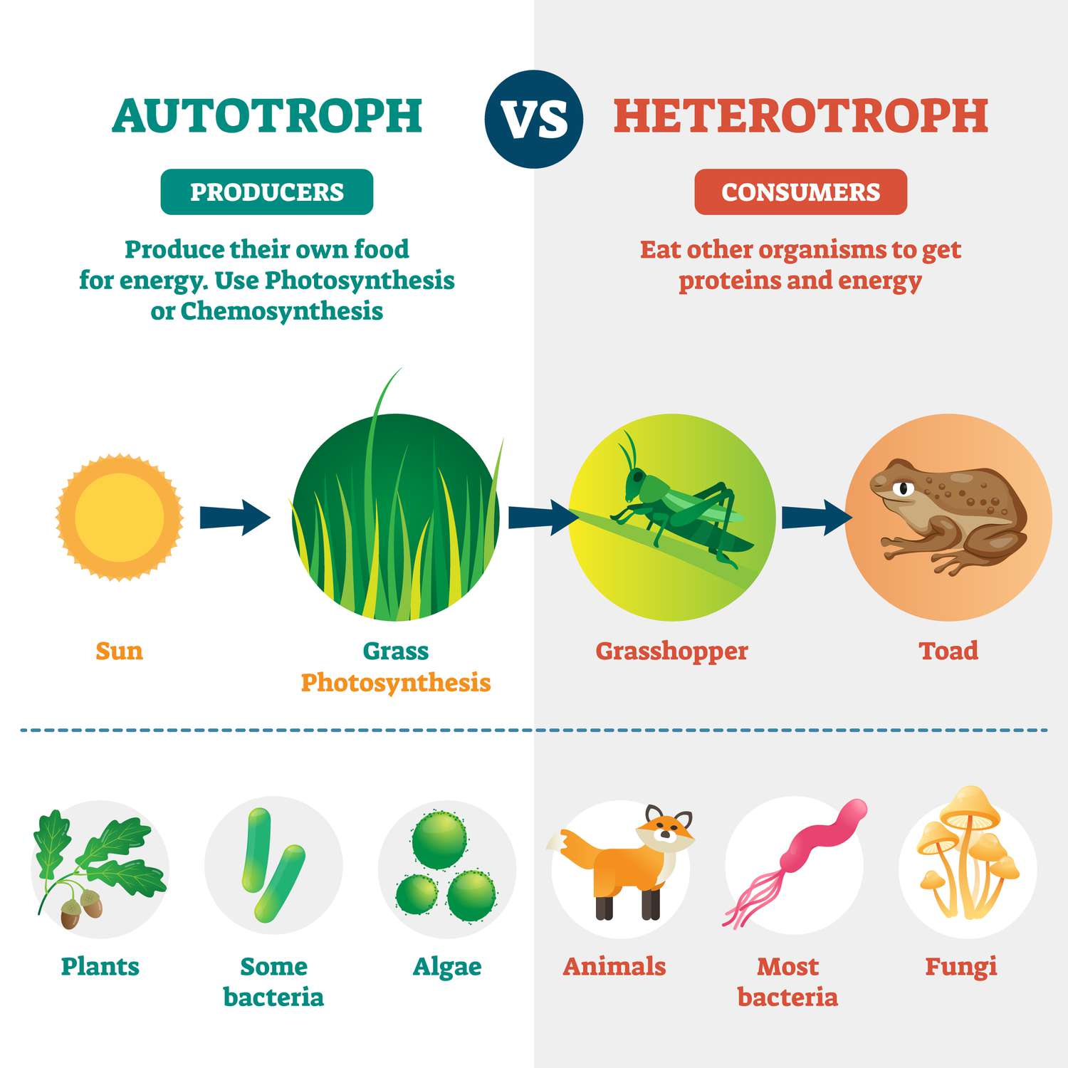 <p>organisms that can make their own food. such as: plants (terrestrial) and algae (aquatic) that use photosynthesis to make their own food, and primitive bacteria that use chemosynthesis.</p>