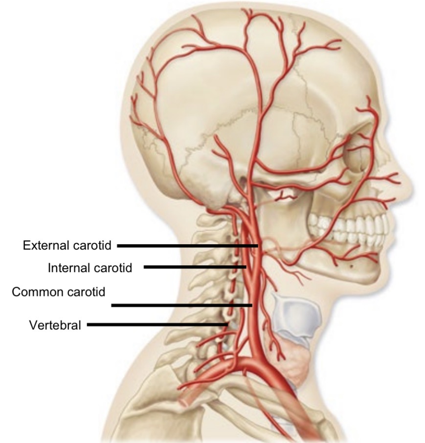 <p>Branch of subclavian artery </p><p>Supplies posterior cerebral hemisphere </p><p>Travels through transverse foramina</p>