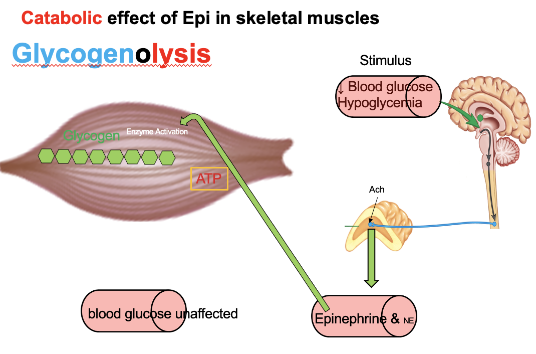 <p>Epinephrine → ↑ glycogenolysis in liver and muscle</p><p><strong>Skeletal muscle:</strong></p><ul><li><p>Lacks <strong>glucose-6-phosphatase</strong></p></li><li><p>Cannot convert G6P → free glucose</p></li><li><p>G6P stays in cell → enters glycolysis → produces ATP</p></li></ul><p>→ Muscle uses glucose <strong>locally</strong>, cannot release it into blood</p>