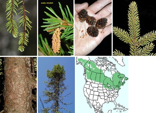 <p>4-angled, spirally arranged, 1/4-1/2" long, persistent 7-10 years, borne on peglike projections - twigs pubescent</p><p>inner bark shows red flecks, bark breaks into very thin, corn flake sized flakes</p>