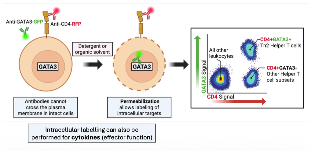 <p>Antibodies cannot cross the plasma membrane in intact cells</p><ul><li><p>permeabilization allows labeling of intracellular targets</p></li><li><p>intracellular labeling can also be performed for cytokines (effector function)</p><ul><li><p>use detergent or organic solvent</p></li></ul></li></ul><p></p>