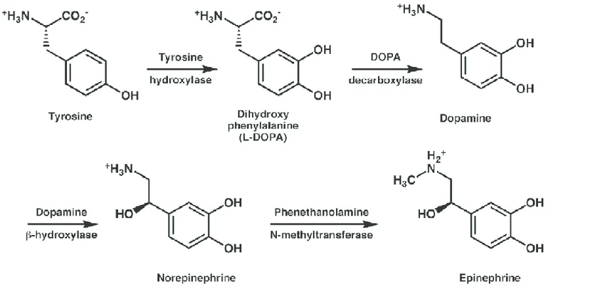 <p>B. Tyrosine</p>
