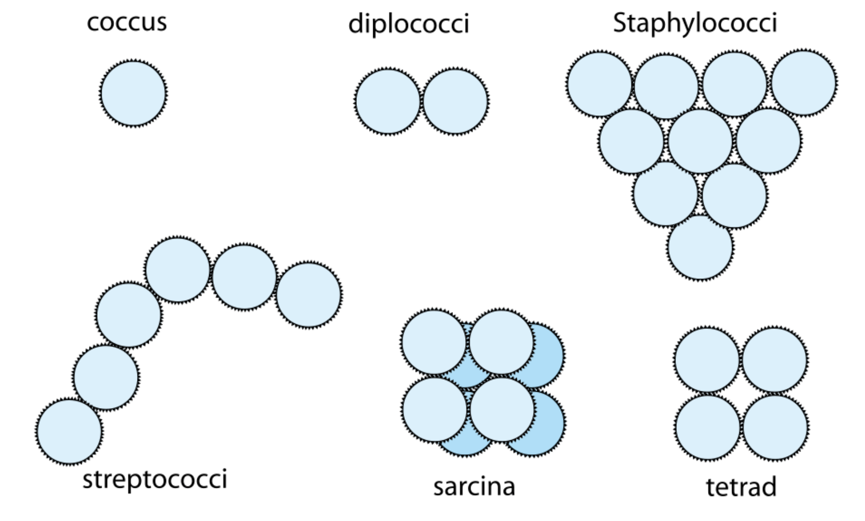 <p>Sphere-shaped cell</p>