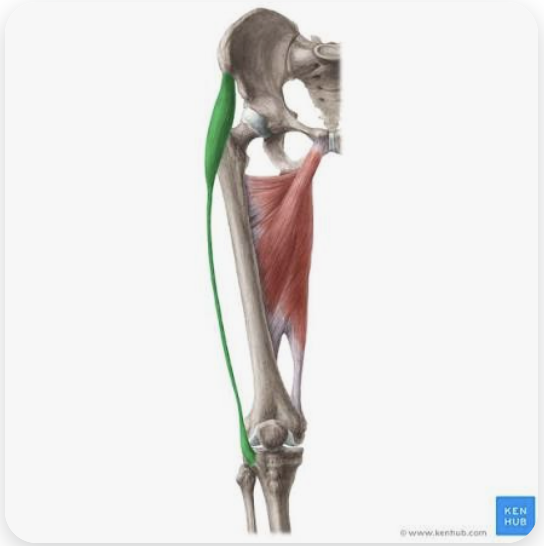 <p>O: Anterior superior iliac spine</p><p>I: Iliotibial tract</p><p>A: Abduction of the thigh at the hip (with gluteus max); flexion of the thigh; internal rotation of the thigh</p><p>N: Superior gluteal nerve</p>
