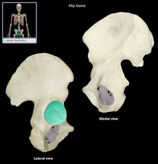 <p>It is used with the head of the femur to connect the thigh, leg and foot to the rest of the body</p>