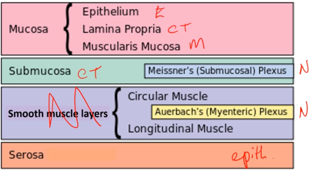 <p>Mucosa - consists of epithelial lining, connective tissue (lamina propia, and muscle layer (muscularis mucosae)<br>Submucosa - on the outside of the muscle layer<br>Two more layers of smooth muscle (circular and longitudinal)<br>Serosa - epithelial layer, basically a bag<br>Neurons go through and in between layers <br>First neural plexus is submucosal plexus, and second is myenteric plexus (runs through circular and longitudinal muscle)</p>