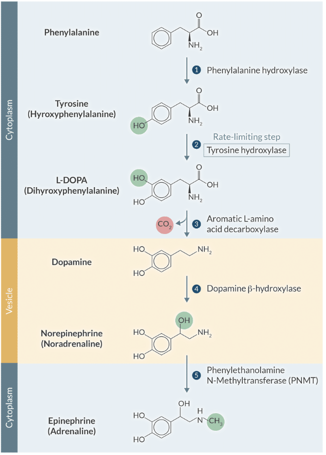 <p>The hydroxylation of tyrosine by tyrosine hydroxylase is the rate-limiting step and is regulated by feedback inhibition from dopamine and norepinephrine. </p>
