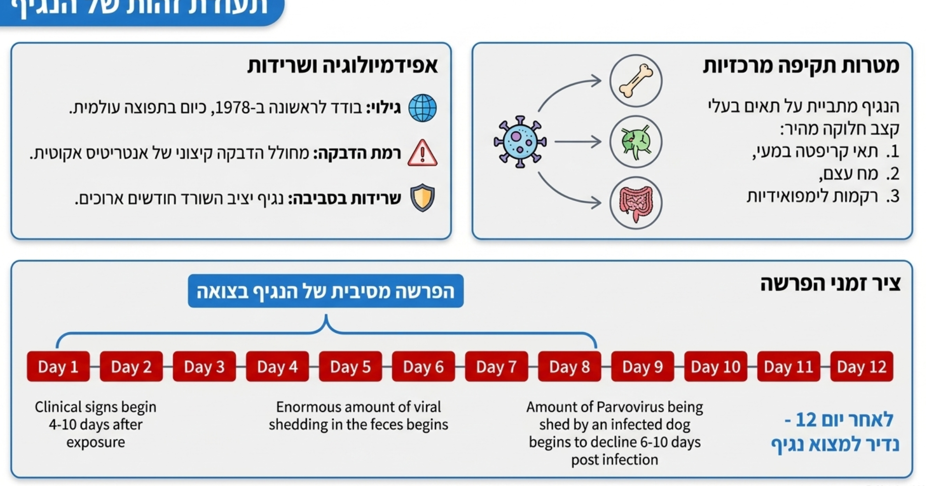 <ul><li><p><strong>הגדרה:</strong> נגיף מדבק ביותר הגורם לדלקת מעיים אקוטית קשה בגורים (בודד לראשונה ב-1978 ובעל תפוצה עולמית).</p></li><li><p><strong>תאי המטרה בגוף:</strong> הנגיף מתמקם בתאים בעלי קצב תחלופה מהיר– תאי הקריפטה של המעי, מח העצם ורקמות לימפואידיות.</p></li><li><p><strong>שרידות והפרשה:</strong> הנגיף יציב מאוד ויכול להישאר בסביבה במשך חודשים רבים. בעלי חיים חולים מפרישים את הנגיף בצואה במהלך המחלה האקוטית ובמשך 8-10 ימים לאחר מכן.</p></li><li><p><strong>גיל נפגע:</strong> פוגע בעיקר בגורים במהלך 6 החודשים הראשונים לחייהם</p></li></ul><p></p>