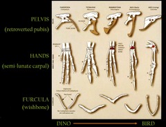 <p>The furcula, the wish bone</p>