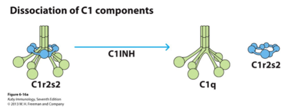 <ol><li><p>zorgt voor dissociatie C1q en C1r2s2 </p></li><li><p>start klassieke route complementsysteem niet mogelijk</p></li></ol><p></p>