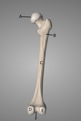 <p>A</p>