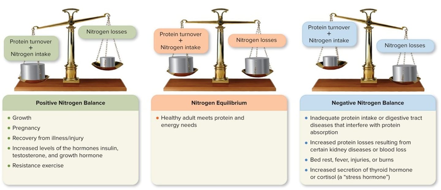 <p>A state where nitrogen intake equals nitrogen excretion; no net change in body nitrogen.</p>
