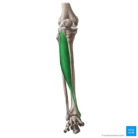 <p>Tibialis anterior</p>