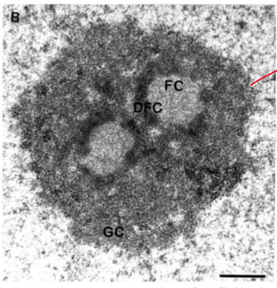 Fibrillar centers (FC): rDNA/RNA Pol I