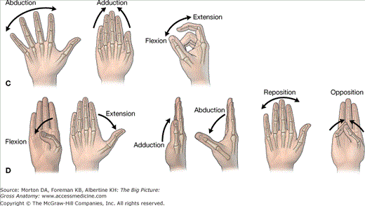 <p>Movements of Fingers (Entire)</p>
