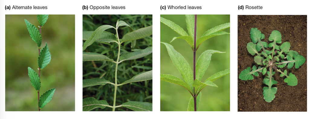 <p>Main Types of Leaf Arrangements</p>