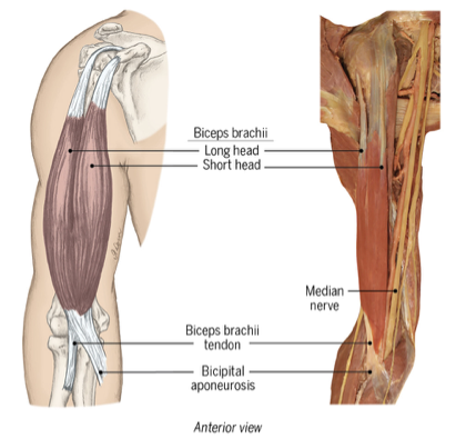 <p>what movements do the biceps brachii do </p>