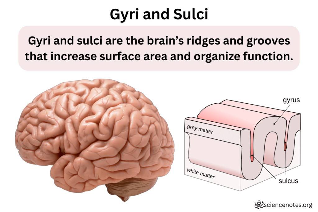 <p>ridges in the brain</p>