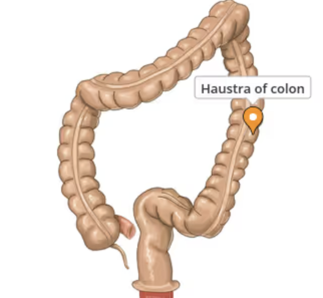 <p><span>small, sac-like pouch of the large intestine (colon) created by sacculation, giving the colon its characteristic segmented appearance</span></p>
