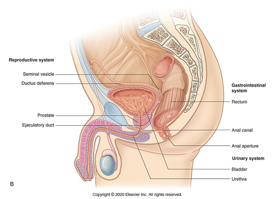 <ul><li><p><span>The testes (plural of testis)</span></p></li><li><p><span>The epididymides (plural of epididymis)</span></p></li><li><p><span>The ductus deferentes (pl. of ductus deferens)</span></p></li><li><p><span>The seminal vesicles</span></p></li><li><p><span>The ejaculatory ducts</span></p></li><li><p><span>The prostate</span></p></li><li><p><span>The bulbourethral glands</span></p></li></ul><p><span>The testes sit outside the body in the scrotum. The other components sit within the lesser pelvis.</span></p>