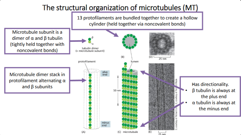<p>Microtubule (MT) Properties</p>