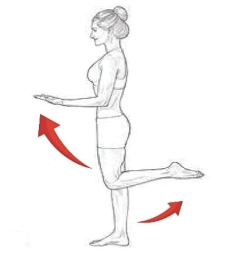 <p>Decreases the angle between two body parts (folding or bending)</p>