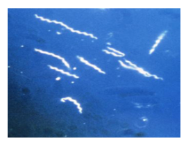 <p>light reflects OFF speciment at an angle</p><p>(GREAT contrast) black background, bright/glowing specimen </p><ul><li><p>best for THIN organisms</p></li><li><p>can’t see internal structures</p></li></ul><p></p>