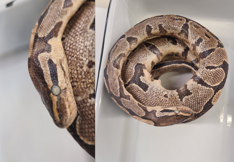 <p>Clade and Family of Python regius</p>