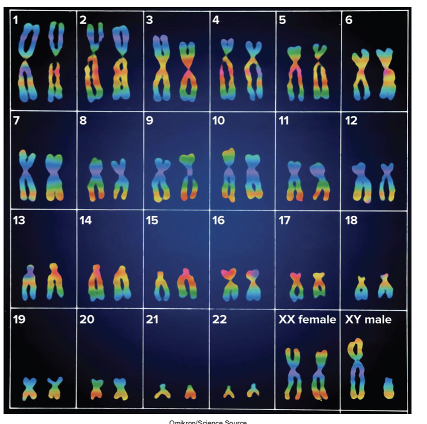 <p>1 chromosome from each pair inherited from each parent. </p><p>22 pairs of autosomes (look alike and carry the same genes). </p><p>1 pair of sex chromosomes where female has homologous X chromosomes and make has one X chromsome and one much smaller y chromsome. </p>