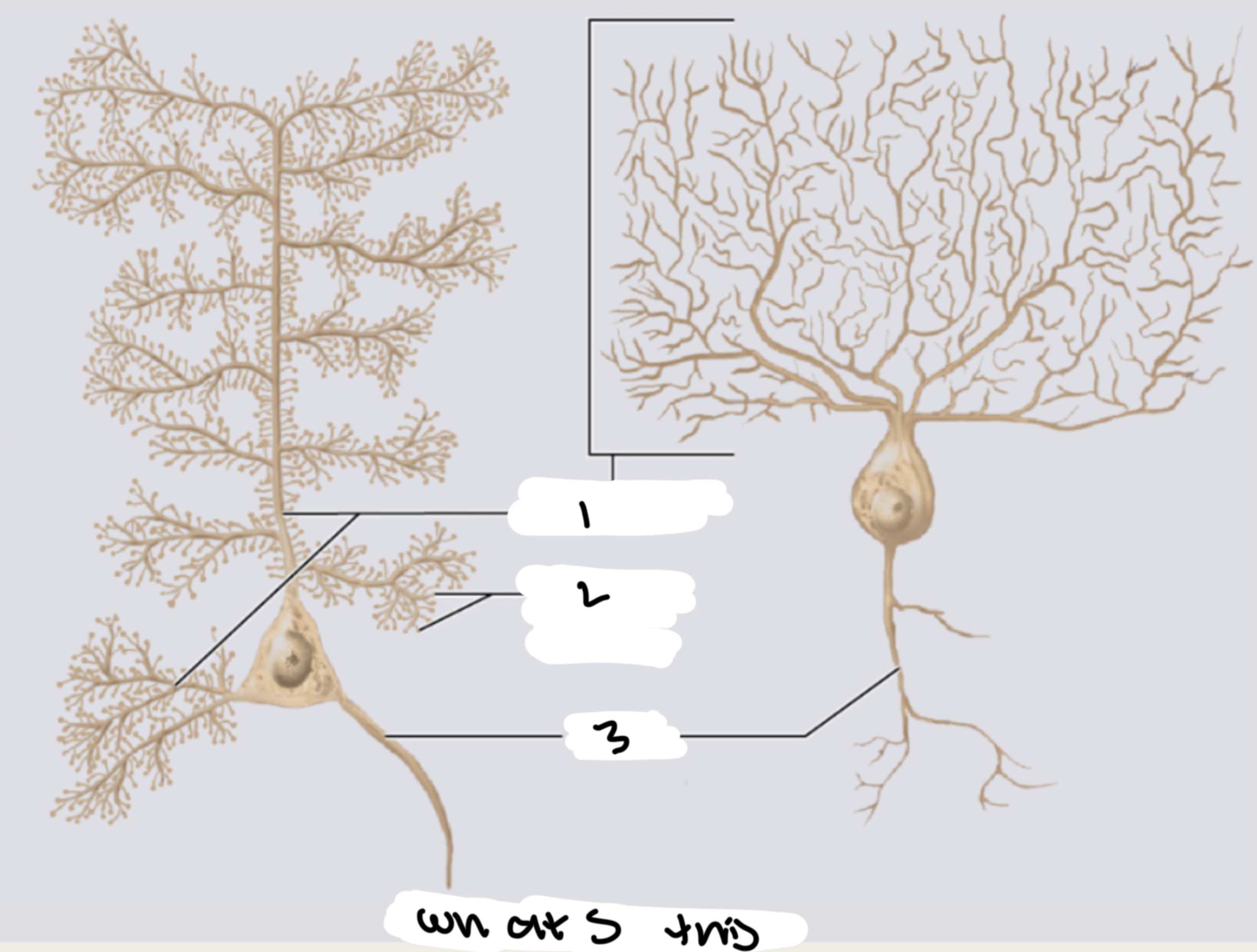 <p>WHATS THIS:XX XX</p><p>1.XX</p><p>2.XX</p><p>3.XX</p>