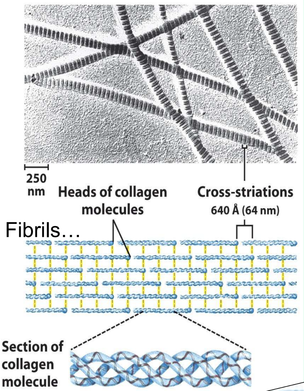 <p>What stabilizes collagen fibrils?</p>