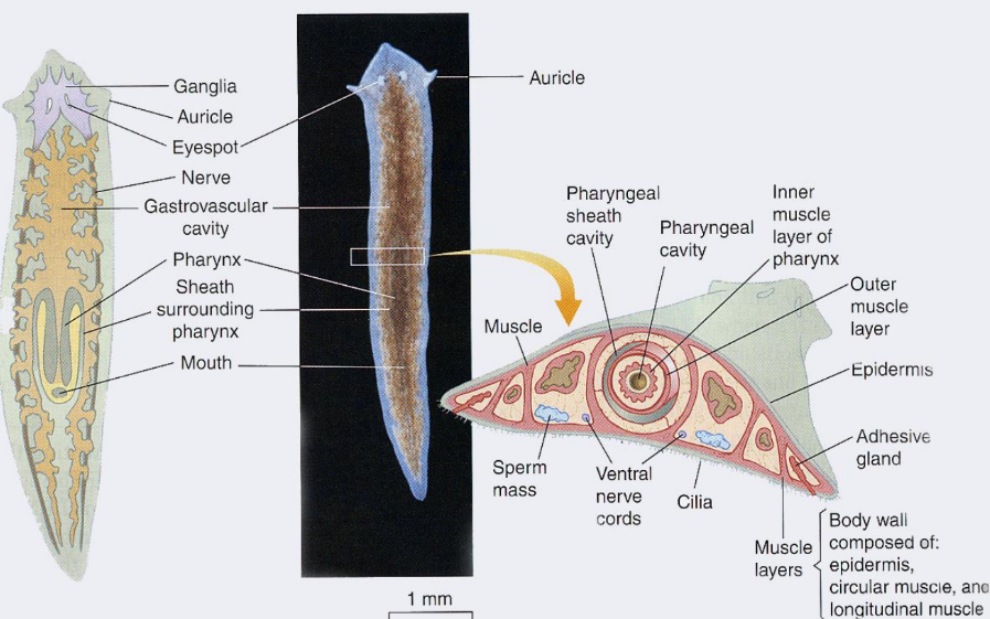 <p>Vrijlevende mariene platwormen (klasse)</p>