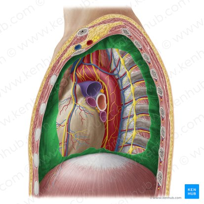 <p>What is the highlighted structure?</p>
